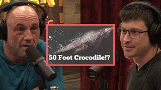 50 Foot Crocodile!? | Joe Rogan & Bob Gymlan