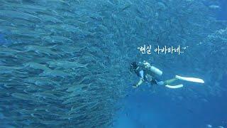 아바타의 현실버젼 | 수천마리 물고기떼와 수영하기 | 필리핀 보홀 스킨스쿠버 여행 | Philippines bohol diving tour