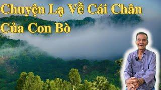 Chuyện Lạ Về Cái Chân Của Con Bò | Ông Út An Giang