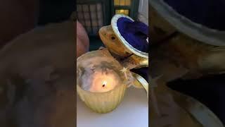 Бородатая агама #бородатаяагама #рептилии #домашниеживотные #агама