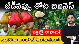 How are Cashews Grown? | Cashew Nut Business in Telugu | Business Ideas in Telugu