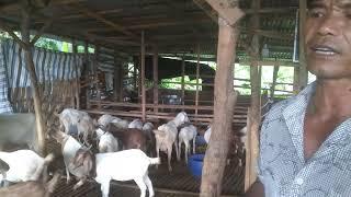 Chia sẻ về dê bị sình bụng - ù sáng nuôi dê