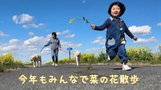 今年もみんなで菜の花散歩。いつの間にかリーダーウォークが様になってた3才児