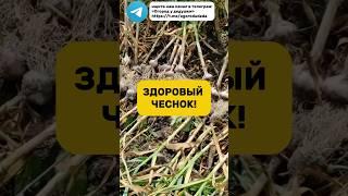 Вырастить крупный чеснок не сложно. #рассада #чеснок #огород #дача