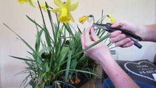 Daffodil Care: After Flowering