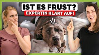 FRUST beim Hund – Wie ein oft unerkanntes Thema ALLES verändern kann