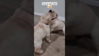 Cute Dogs! Cute dog videos!  #shorts #dogs #cute