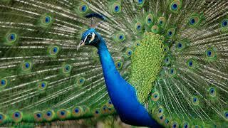 Wild Peacocks of India