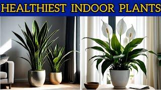 Healthiest Plants To Have In Your House  Easy Care Tips for Beginners