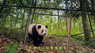The giant panda Qianqian was released into the wild and her palm was bitten by a fierce beast