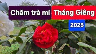 Chăm trà mi tháng Giêng 2025