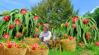 Harvesting Dragon Fruit Goes To Market Sell - Harvest chicken eggs to make salted fish fried rice