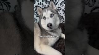 Husky videos #husky #siberianhuskey #animalshorts #animalsvideo