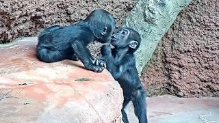 Mobi & Gaia's Growing Bond: Playtime in Action!