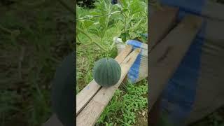 Watermelon growing in a sack / mansourigol garden