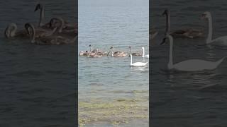 Juvenile cygnets with their swan parents near the shore / Лебедята подростки с родителями у берега