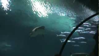 Tour of Shark Reef Aquarium at Mandalay Bay Resort Casino, Las Vegas Strip