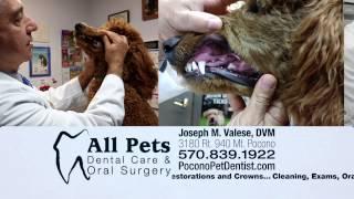 FOX56 WOLF TV PoconoPetDentist 15S_12-1CHANGES