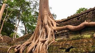 Cambodia: Lara Croft Tomb Raider Temple (Ta Prohm)