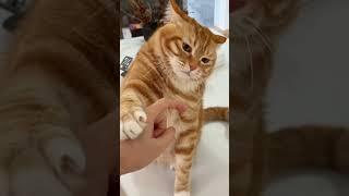 Cat vs Hand