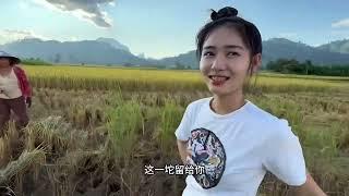 我是老挝最勤劳的中国女婿...凭一己之力【老挝七号先生】