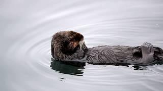 Young Sea Otter Grooming in Morro Bay