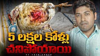 Bird Flu Spreading Across Andhra Pradesh | Real Interesting Facts | Telugu | VR Raja Facts