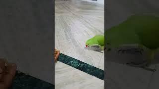 #wildanimals #parrot #animals #birds #talkingparrot #wildlife #newsongstatus #newvlog #trending#vlog