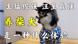 養狗推薦 ｜柴犬的生猛倔強，你都了解了嗎 【养汪事务所】