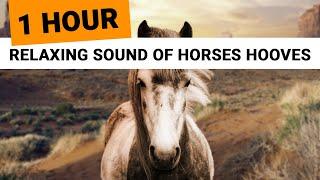 Relaxing Sounds of Horses Hooves (1 Hour)  clip clop ambience for sleep, relaxation, meditation