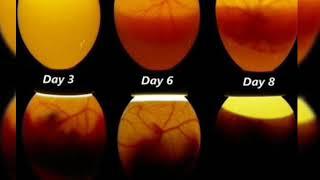 مراحل تكوين الجنين داخل البيض  والفرق بين البيض المخصب وغير المخصب