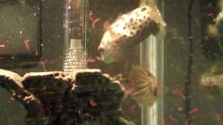 Giant Figure 8 Puffers Eating