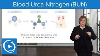 Blood Urea Nitrogen (BUN) – Med-Surg | Lecturio Nursing