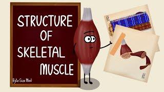 Structure of Skeletal Muscle | Skeletal Muscle Bands | Muscle Tissue | Nerve Muscle Physiology