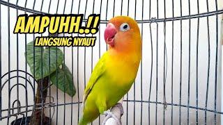 Lovebird Gacor Ngekek Panjang COCOK SEKALI Memancing Lovebird Cepat BUNYI, GAK LAMA DENGAR LANGSUNG