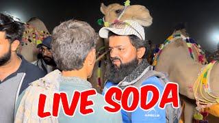 Live soda camel Ka | qurbani 2024 I shahpur kanjra Mandi Lahore