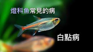 今天來聊聊 燈科魚常見的疾病  白點病！ 白點病是一種很常見的病 今天來談談好發在秋冬的 白點病