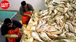 How Salted Codfish Is Made | Modern Cod Fishing Technology | Food Factory