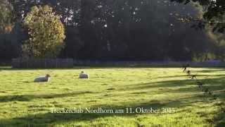 Tractor Club Nordhorn – Oldtimer-Meeting at the Tierpark Nordhorn