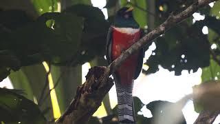 Collared Trogon Trogon collaris, Sadiri Lodge, Madidi National Park, Bolivia