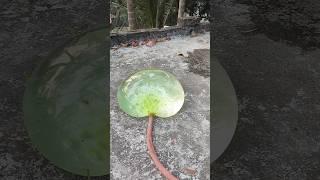 Water balloon experiment #experiment #elictrical #shorts