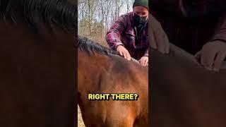 Rescue Horse TWITCHING in PAIN ~ CRACKED into RELIEF by Animal Chiropractor!