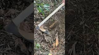 Use A Hoe To Dig Winter Bamboo Shoots On The Mountain