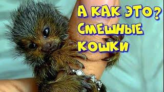 ПРИКОЛЫ с КОТАМИ.СМЕШНЫЕ КОШКИ #shorts