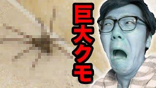 【閲覧注意】部屋に巨大クモが出現し大パニック！