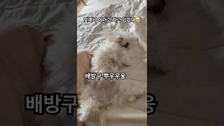 꼬순내 폭발한 아기 말티푸 #강아지 #말티푸 #멍미르 #shorts