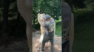 Chainsaw carving a giant bear #woodworking #chainsawcarving #tree #chainsawart #wood #wildlife #art