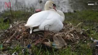 Images Showing Swans Building Nest Out of Trash & Litter, Raises Concerns By Officials