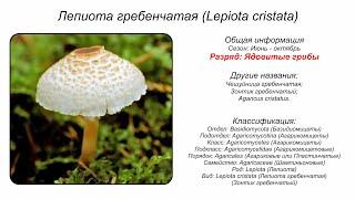 Лепиота гребенчатая (Lepiota cristata)