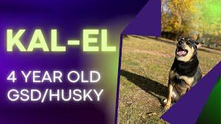 4 Year Old GSD/Husky (Kal-El) | Best Philadelphia Dog Trainers | Off Leash K9 Training Philadelphia